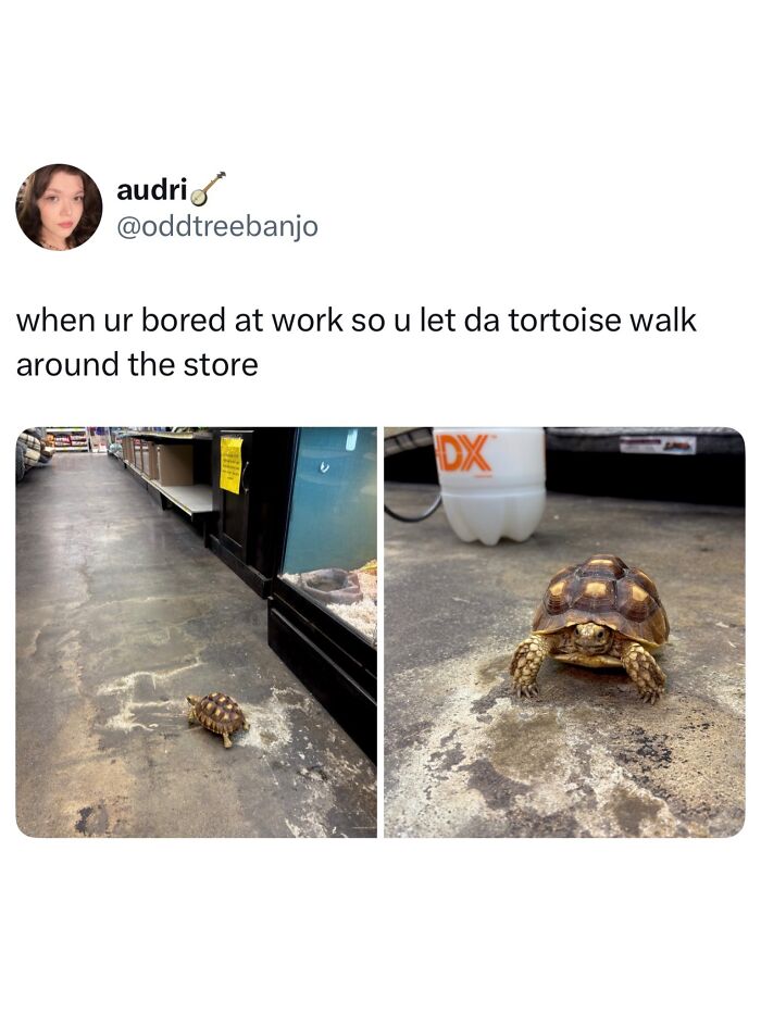 Wait, They Really Made These Animal Memes? Prepare to LOL!
