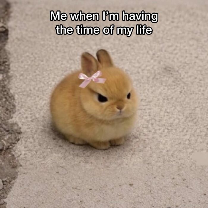 Wait, They Really Made These Animal Memes? Prepare to LOL!
