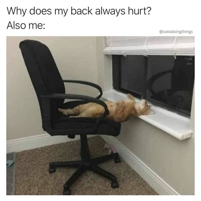 Wait, They Really Made These Animal Memes? Prepare to LOL!