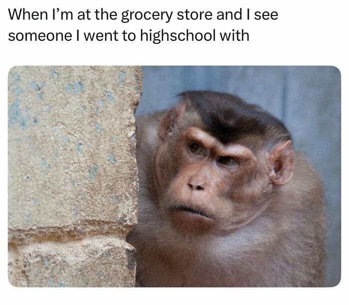 Wait, They Really Made These Animal Memes? Prepare to LOL!