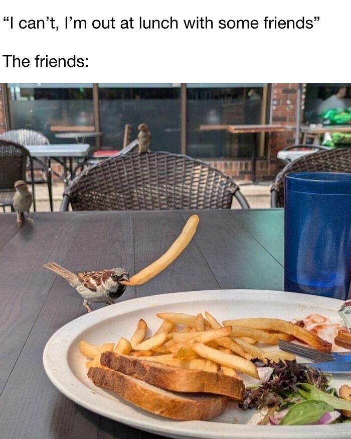 Wait, They Really Made These Animal Memes? Prepare to LOL!