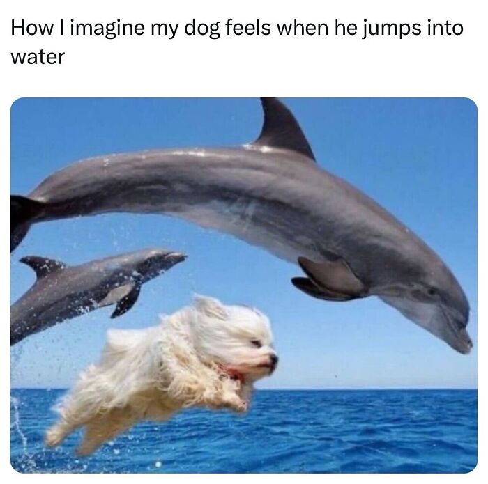 Wait, They Really Made These Animal Memes? Prepare to LOL!