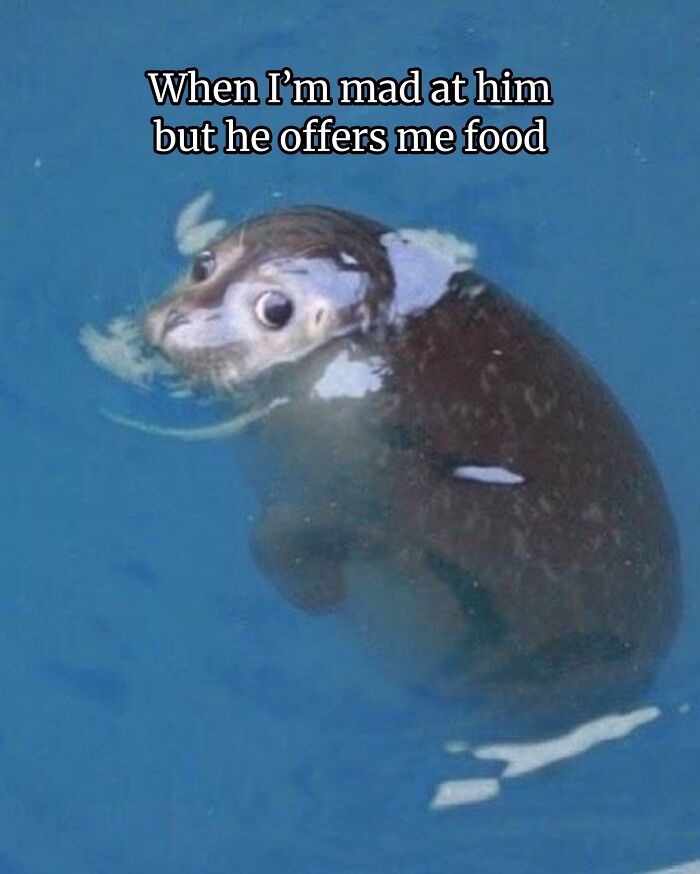 Wait, They Really Made These Animal Memes? Prepare to LOL!