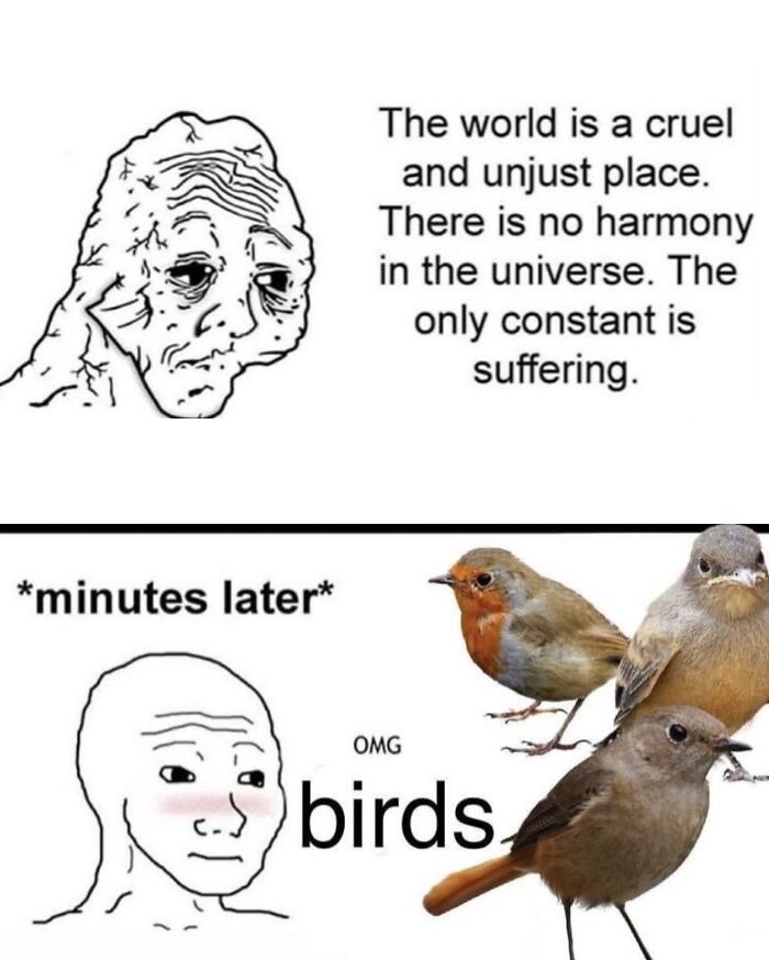 Wait, They Really Made These Animal Memes? Prepare to LOL!