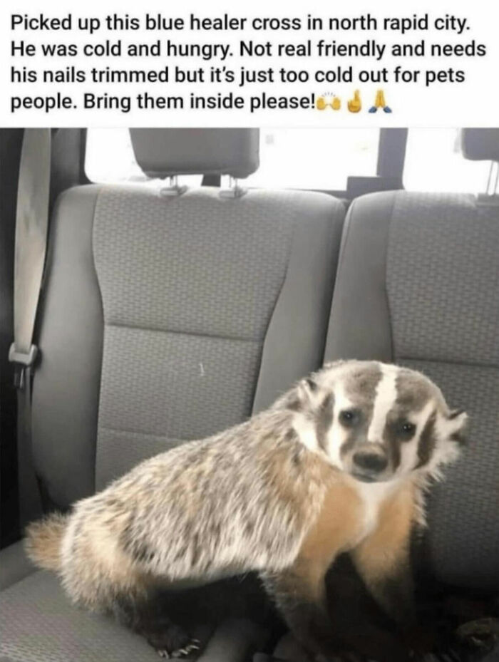 Wait, They Really Made These Animal Memes? Prepare to LOL!
