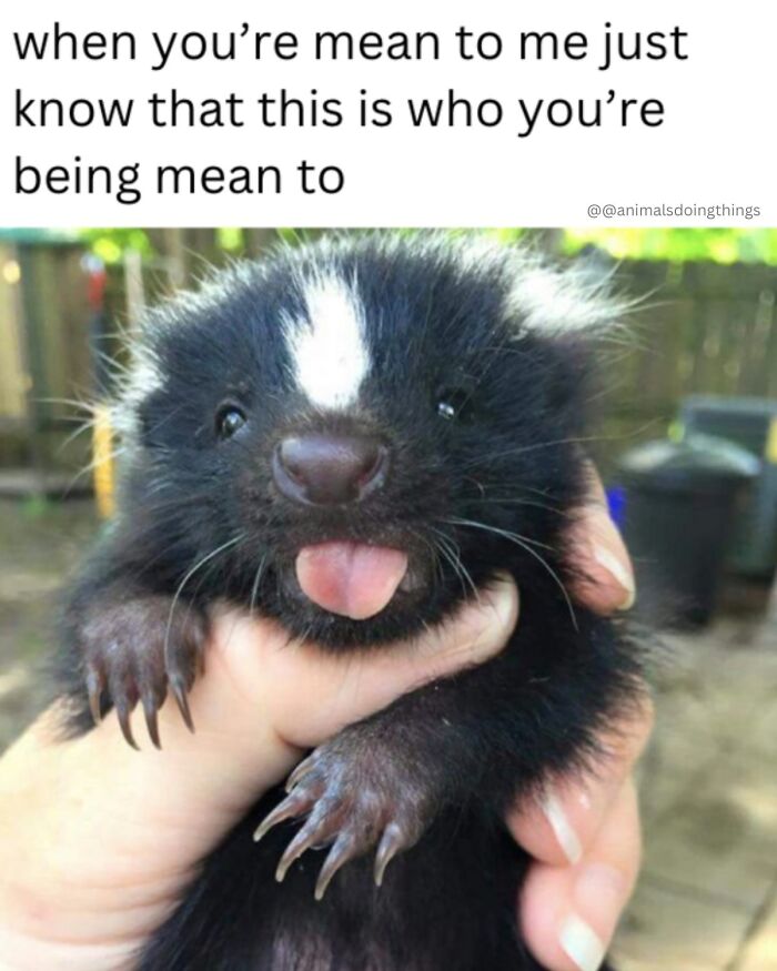 Wait, They Really Made These Animal Memes? Prepare to LOL!