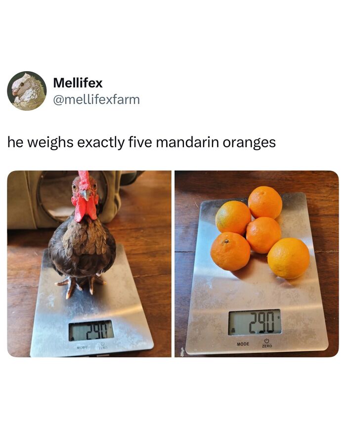 Wait, They Really Made These Animal Memes? Prepare to LOL!
