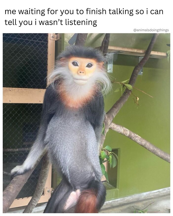 Wait, They Really Made These Animal Memes? Prepare to LOL!