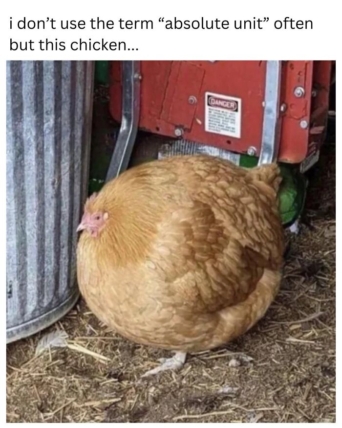 Wait, They Really Made These Animal Memes? Prepare to LOL!