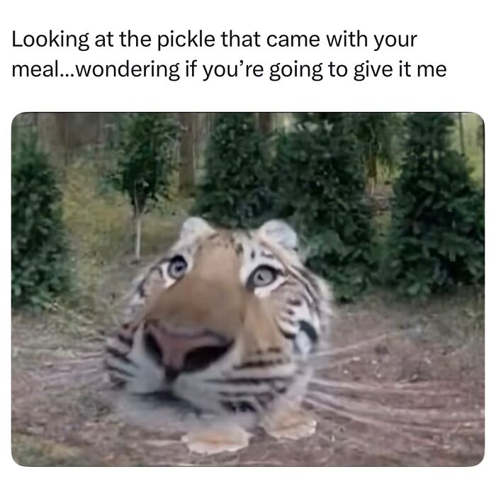 Wait, They Really Made These Animal Memes? Prepare to LOL!
