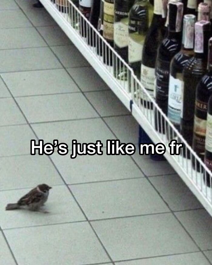 Wait, They Really Made These Animal Memes? Prepare to LOL!