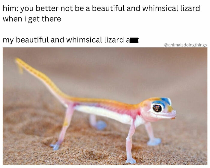 Wait, They Really Made These Animal Memes? Prepare to LOL!