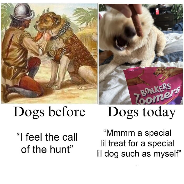 Wait, They Really Made These Animal Memes? Prepare to LOL!