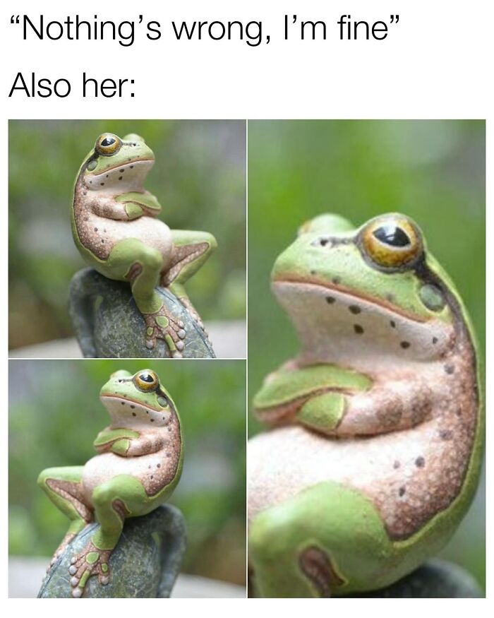 Wait, They Really Made These Animal Memes? Prepare to LOL!