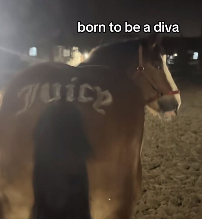 Wait, They Really Made These Animal Memes? Prepare to LOL!
