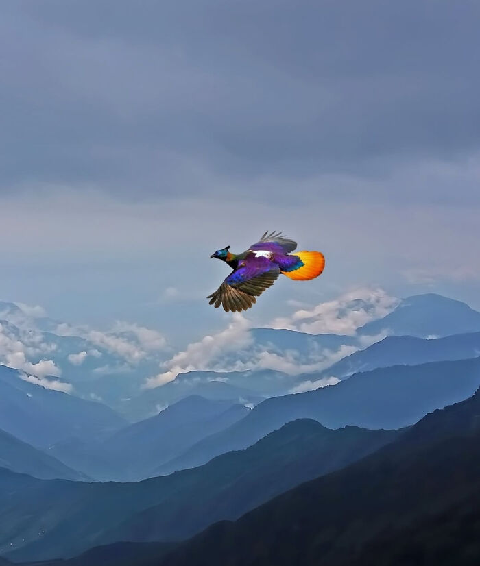 This Himalayan Monal Mid-Flight Will Totally Amaze You