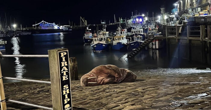 Thor The Arctic Walrus Was So Chill, They Canceled Fireworks For Him