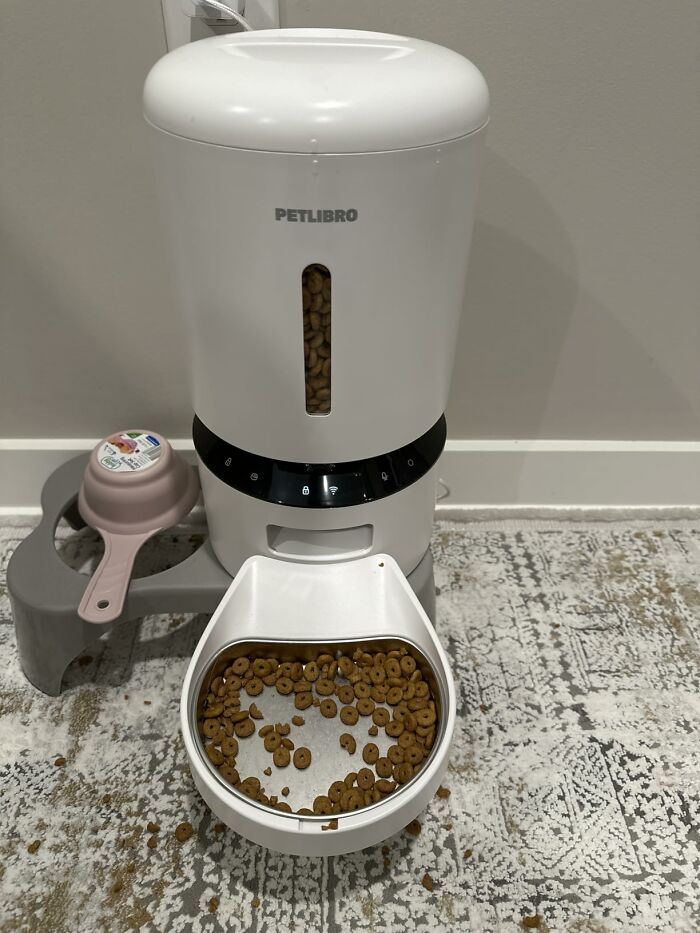 Ever Wonder What Your Cat's Up To? This Automatic Cat Feeder with Camera Has the Answer!