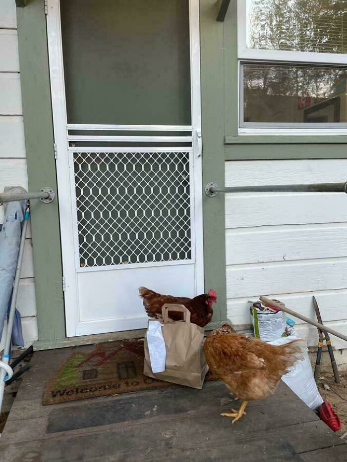 DoorDash Delivery Pic? Nailed The Comedy Timing!
