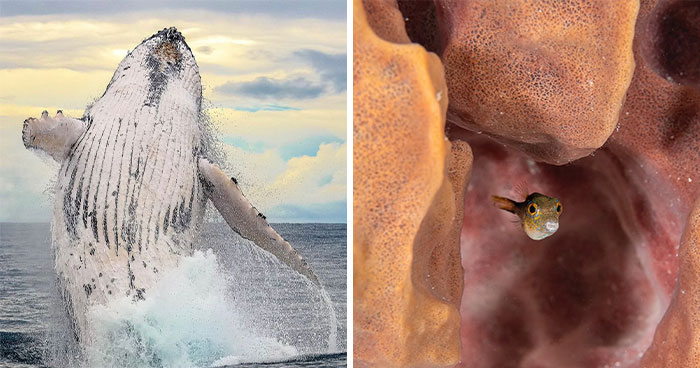 57 Mind-Blowing Photos That Show The Ocean’s Crazy Cool Side