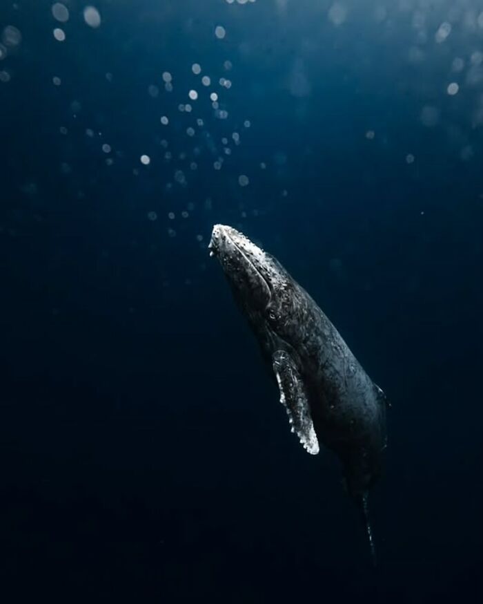 57 Mind-Blowing Photos That Show The Ocean’s Crazy Cool Side