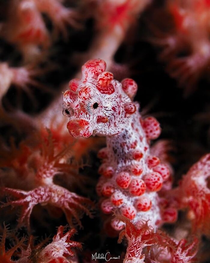 57 Mind-Blowing Photos That Show The Ocean’s Crazy Cool Side