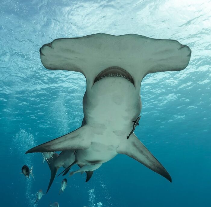 57 Mind-Blowing Photos That Show The Ocean’s Crazy Cool Side