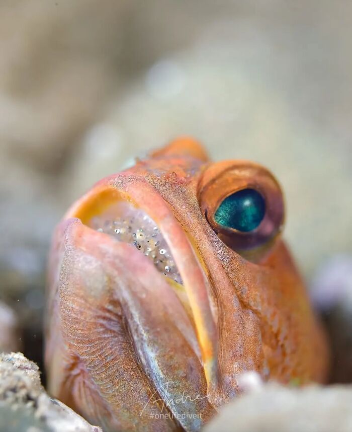 57 Mind-Blowing Photos That Show The Ocean’s Crazy Cool Side