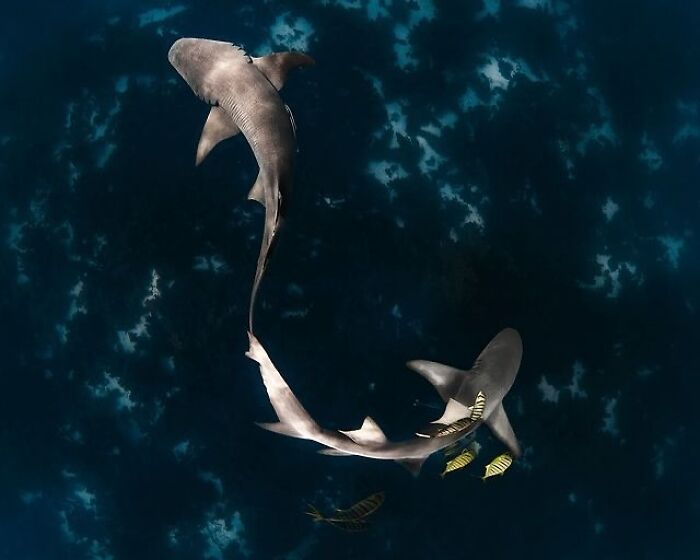 57 Mind-Blowing Photos That Show The Ocean’s Crazy Cool Side