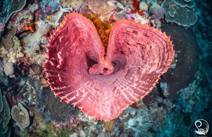 57 Mind-Blowing Photos That Show The Ocean’s Crazy Cool Side