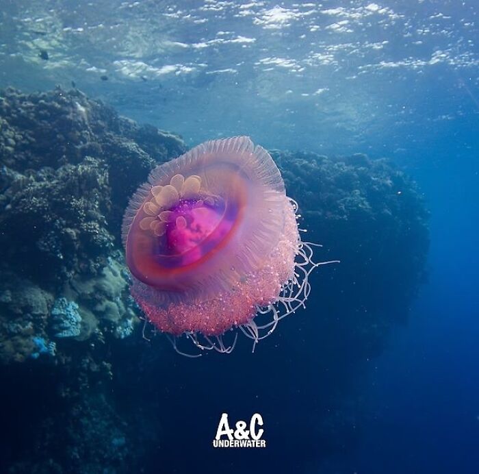 57 Mind-Blowing Photos That Show The Ocean’s Crazy Cool Side