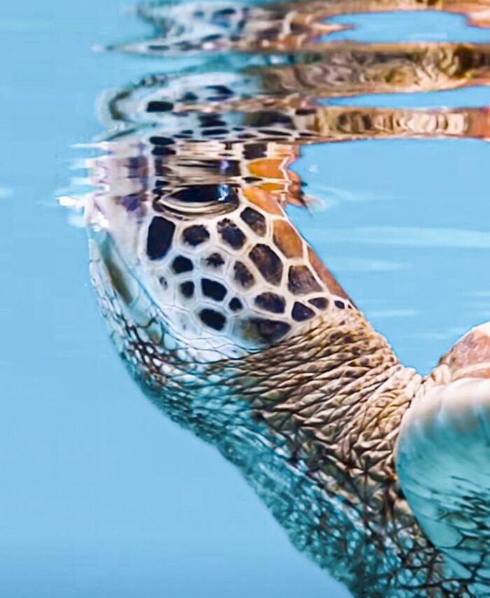 57 Mind-Blowing Photos That Show The Ocean’s Crazy Cool Side