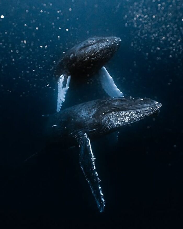 57 Mind-Blowing Photos That Show The Ocean’s Crazy Cool Side