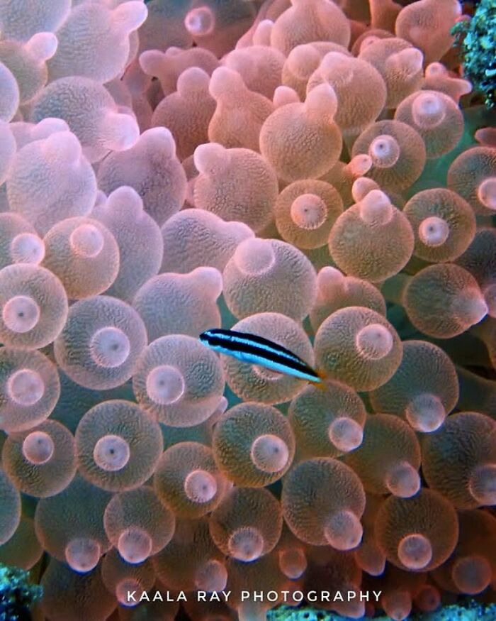 57 Mind-Blowing Photos That Show The Ocean’s Crazy Cool Side