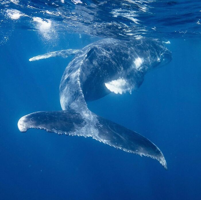 57 Mind-Blowing Photos That Show The Ocean’s Crazy Cool Side