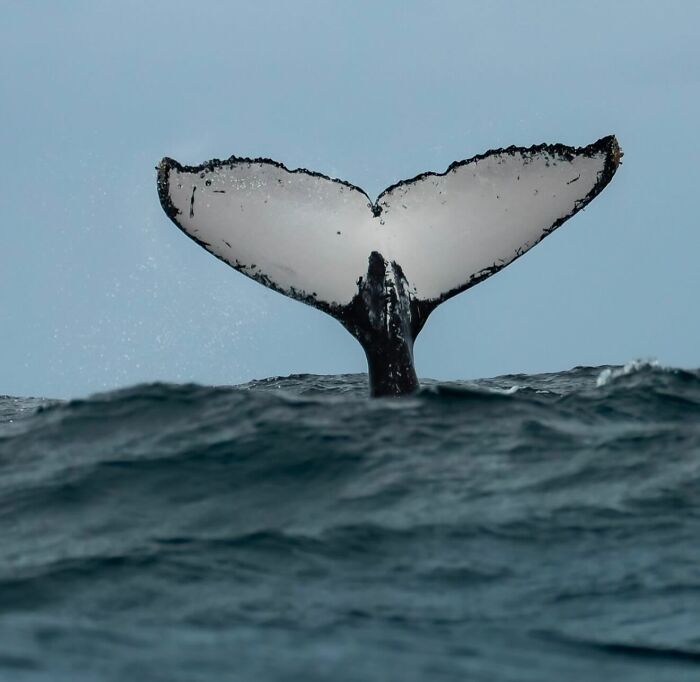 57 Mind-Blowing Photos That Show The Ocean’s Crazy Cool Side