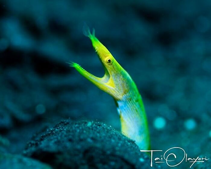 57 Mind-Blowing Photos That Show The Ocean’s Crazy Cool Side