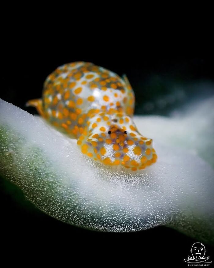 57 Mind-Blowing Photos That Show The Ocean’s Crazy Cool Side
