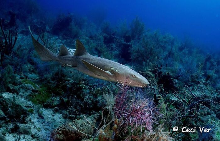 57 Mind-Blowing Photos That Show The Ocean’s Crazy Cool Side
