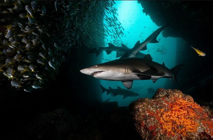 57 Mind-Blowing Photos That Show The Ocean’s Crazy Cool Side