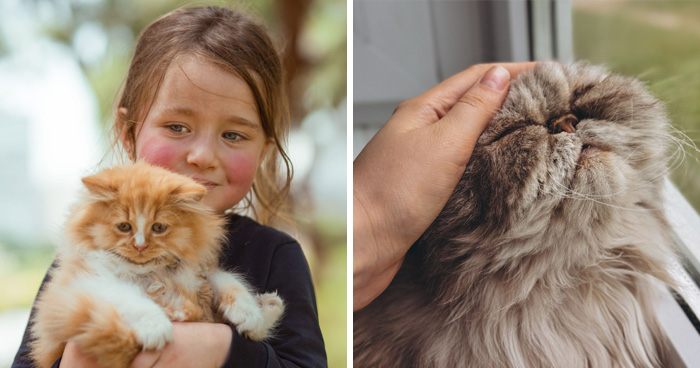 Wait, Cats Are Actually Weirdly Misunderstood? Here Are 17 Cat Myths Busted!
