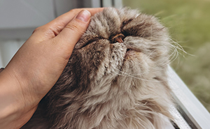 Wait, Cats Are Actually Weirdly Misunderstood? Here Are 17 Cat Myths Busted!