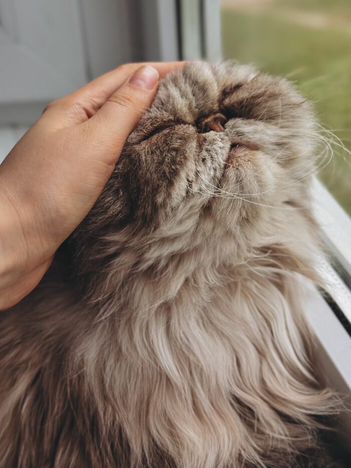 Purring Doesn’t Always Mean "I’m Happy!"