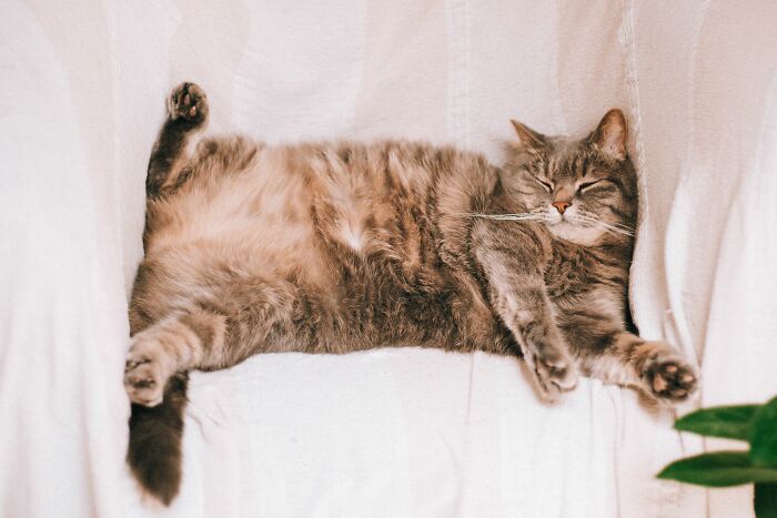 Belly Showing Isn’t A Free Pass For Belly Rubs