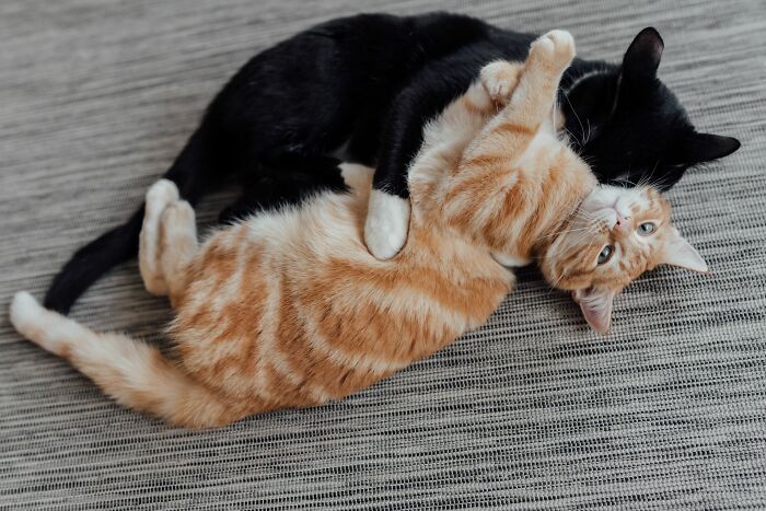 Cats Do Get Lonely (Sometimes)