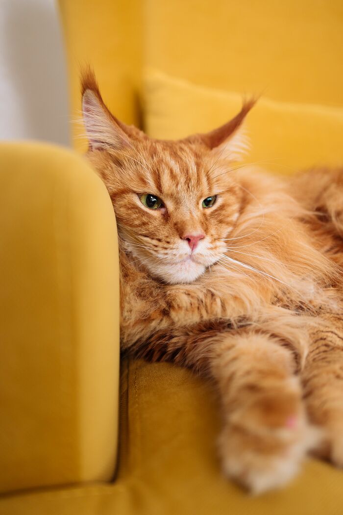 Cats Can Totally Be Trained (No Joke)