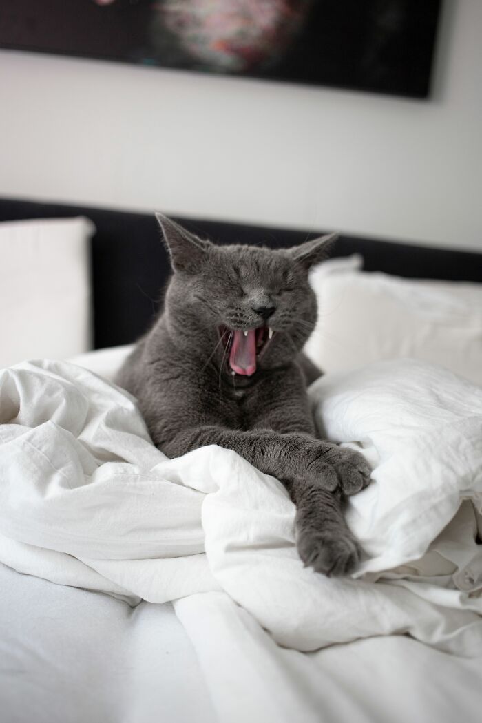 Indoor Cats Aren't Bored to Death (If You Do It Right)