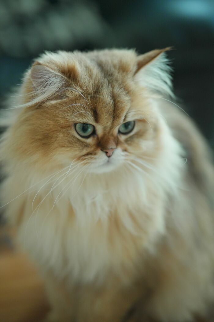 Cats Don’t Hate People