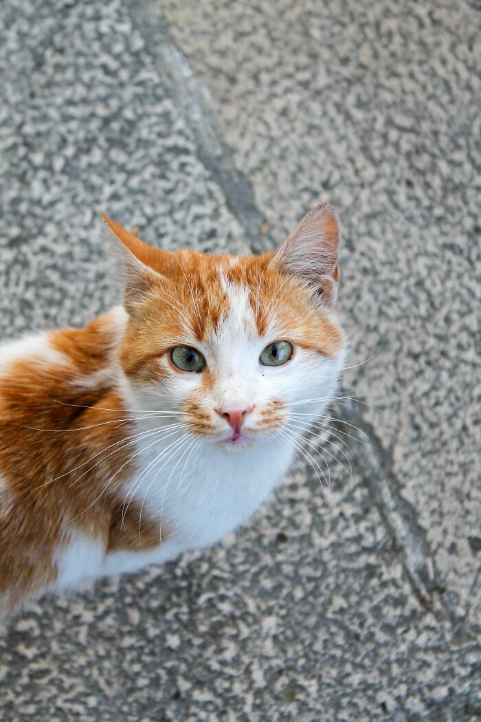 Cats Actually Need Your Attention (Surprise!)