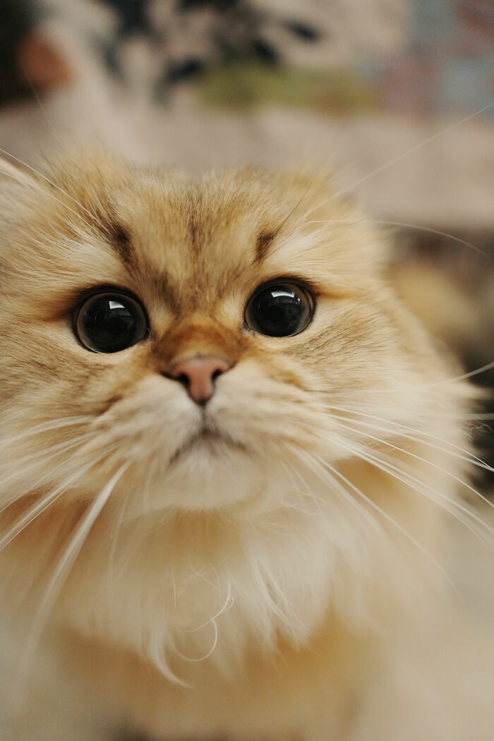 Cats Do Recognize Their Names